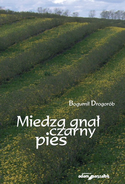 Image of Miedzą gnał czarny pies