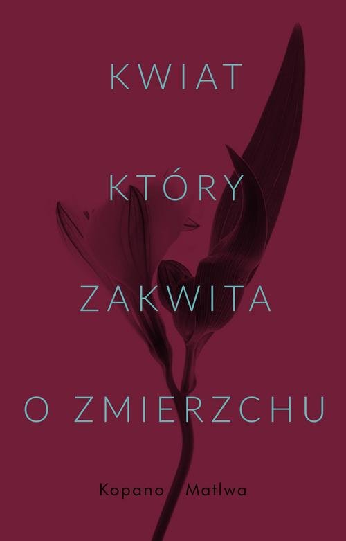 Image of Kwiat który zakwita o zmierzchu