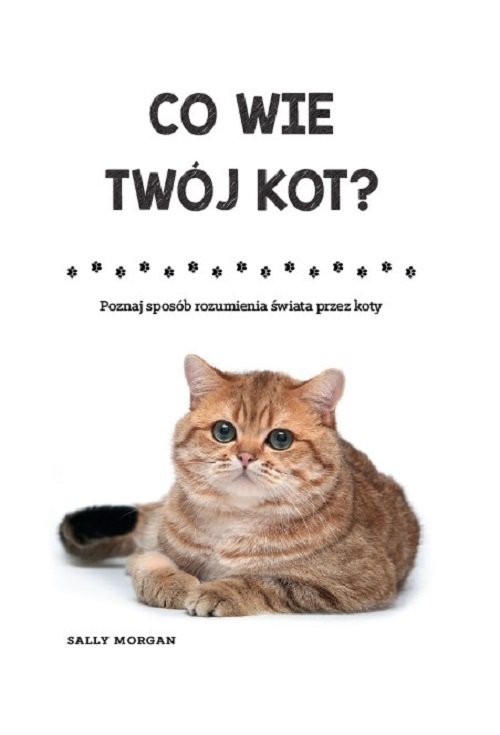 Image of Co wie Twój kot? Poznaj sposób rozumienia świata przez koty
