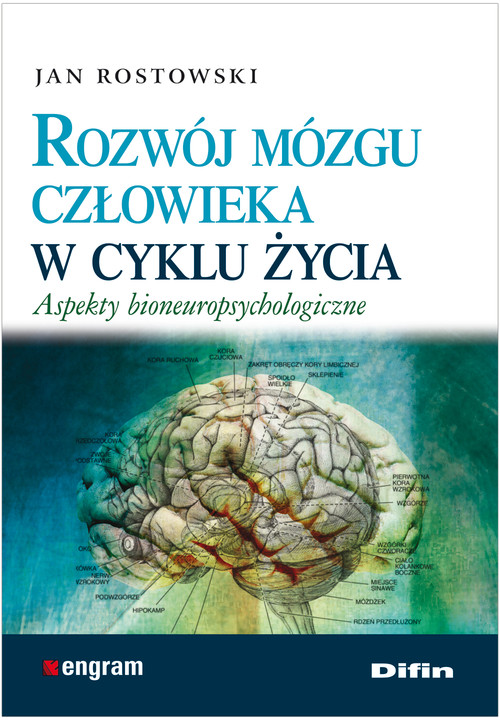 Image of Rozwój mózgu człowieka w cyklu życia Aspekty bioneuropsychologiczne