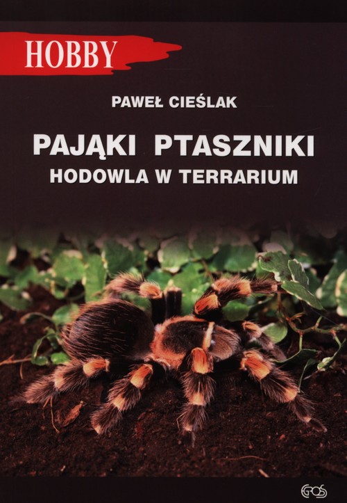 Image of Pająki ptaszniki hodowla w terrarium