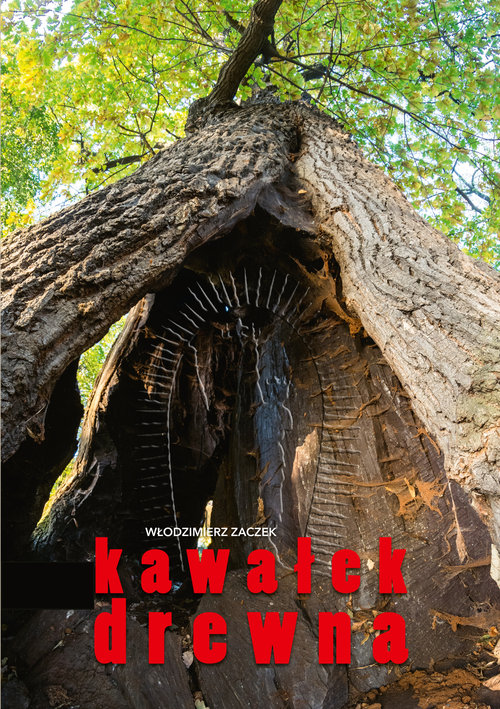 Image of Kawałek drewna