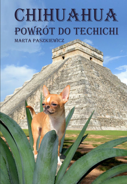 Image of Chihuahua powrót do techichi