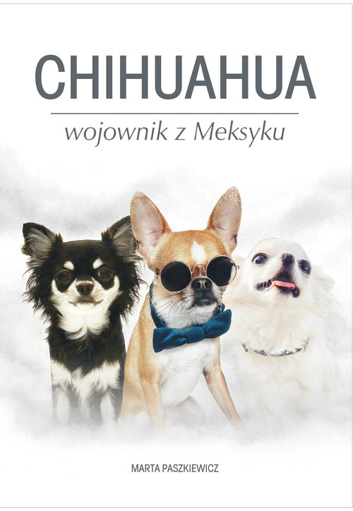 Image of Chihuahua wojownik z Meksyku