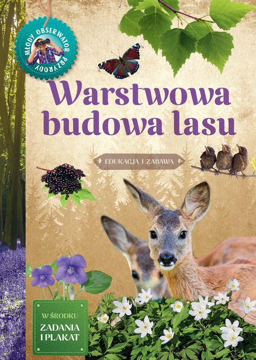 Image of Warstwowa budowa lasu