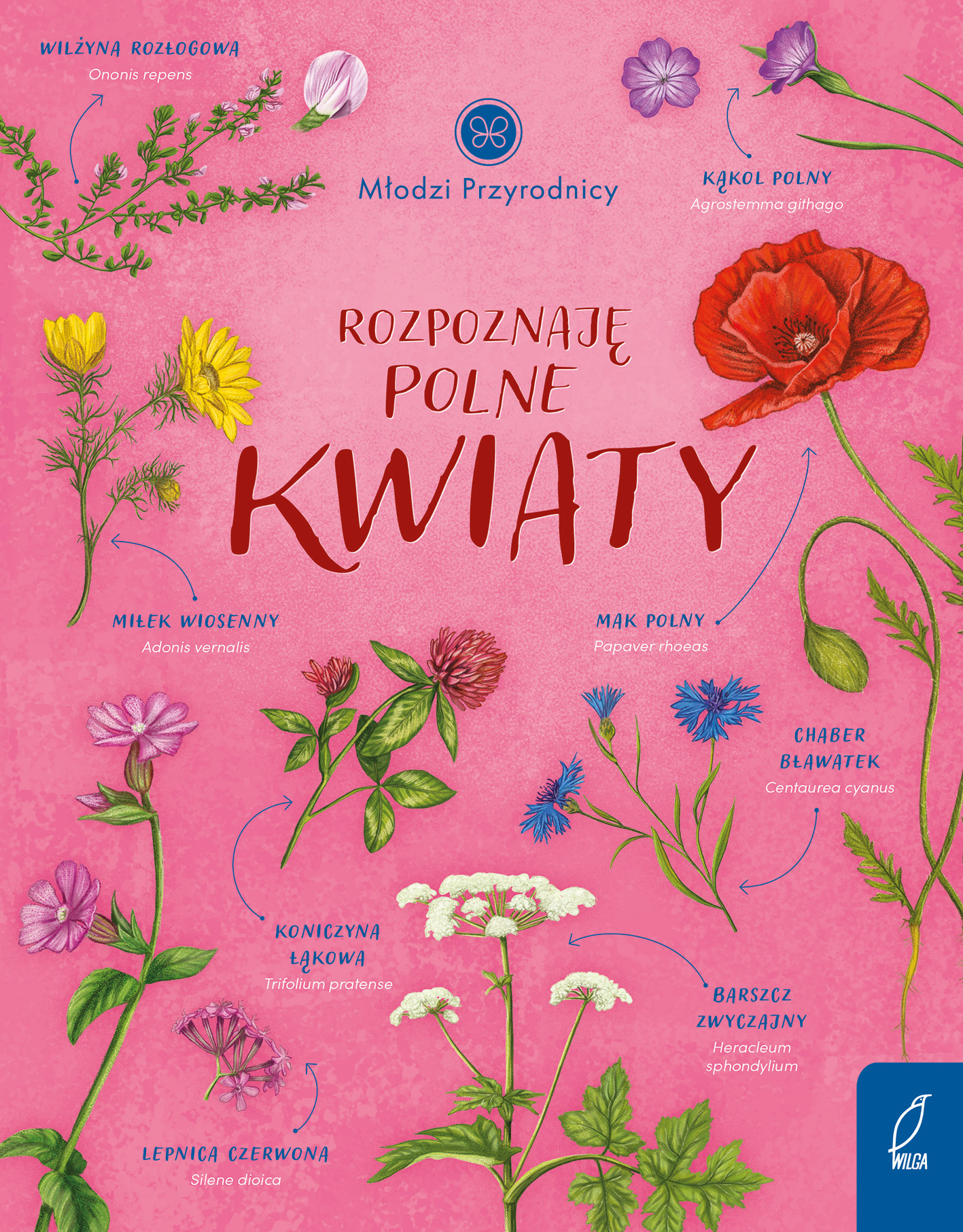 Image of Młodzi przyrodnicy Rozpoznaję polne kwiaty