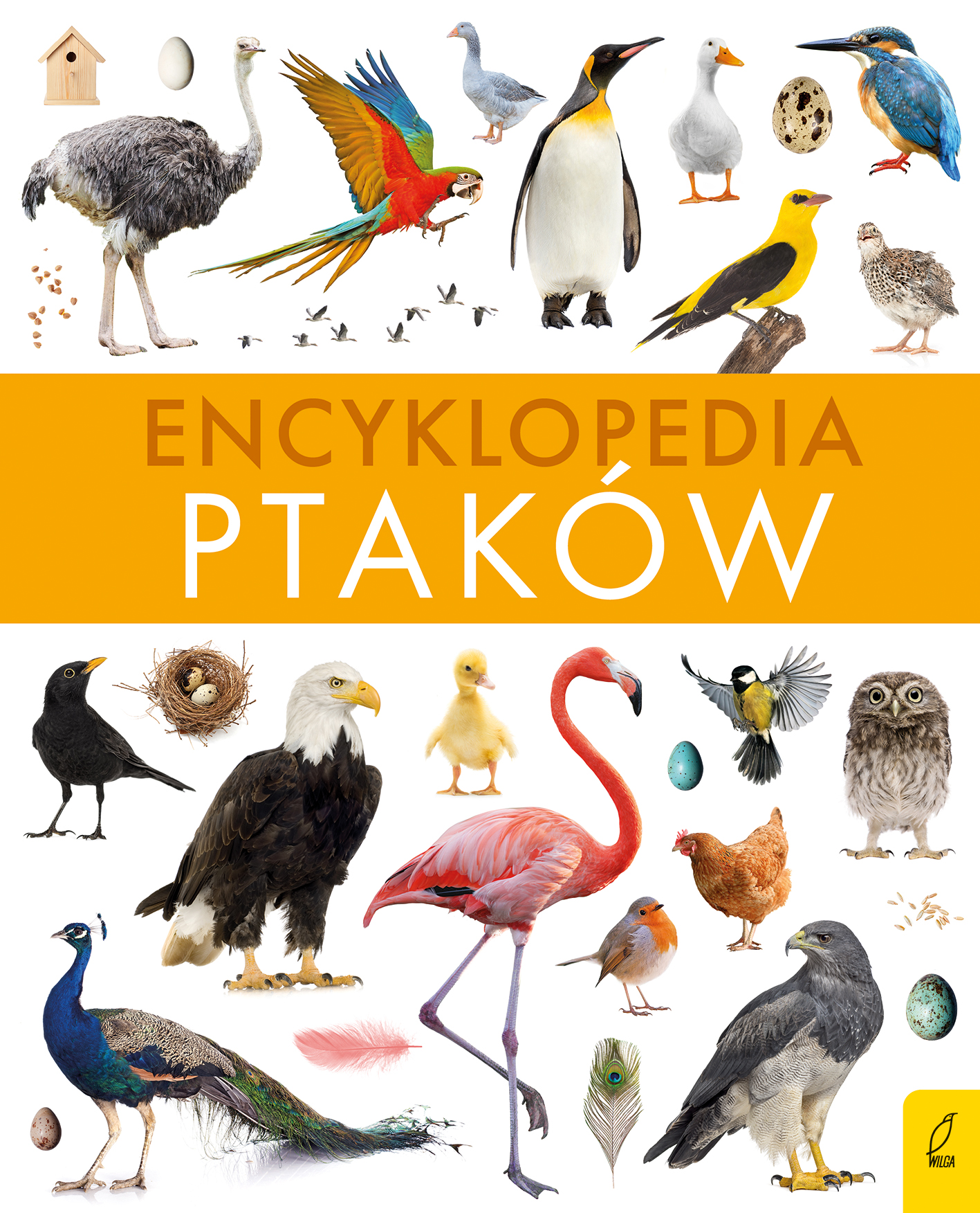 Image of Encyklopedia ptaków