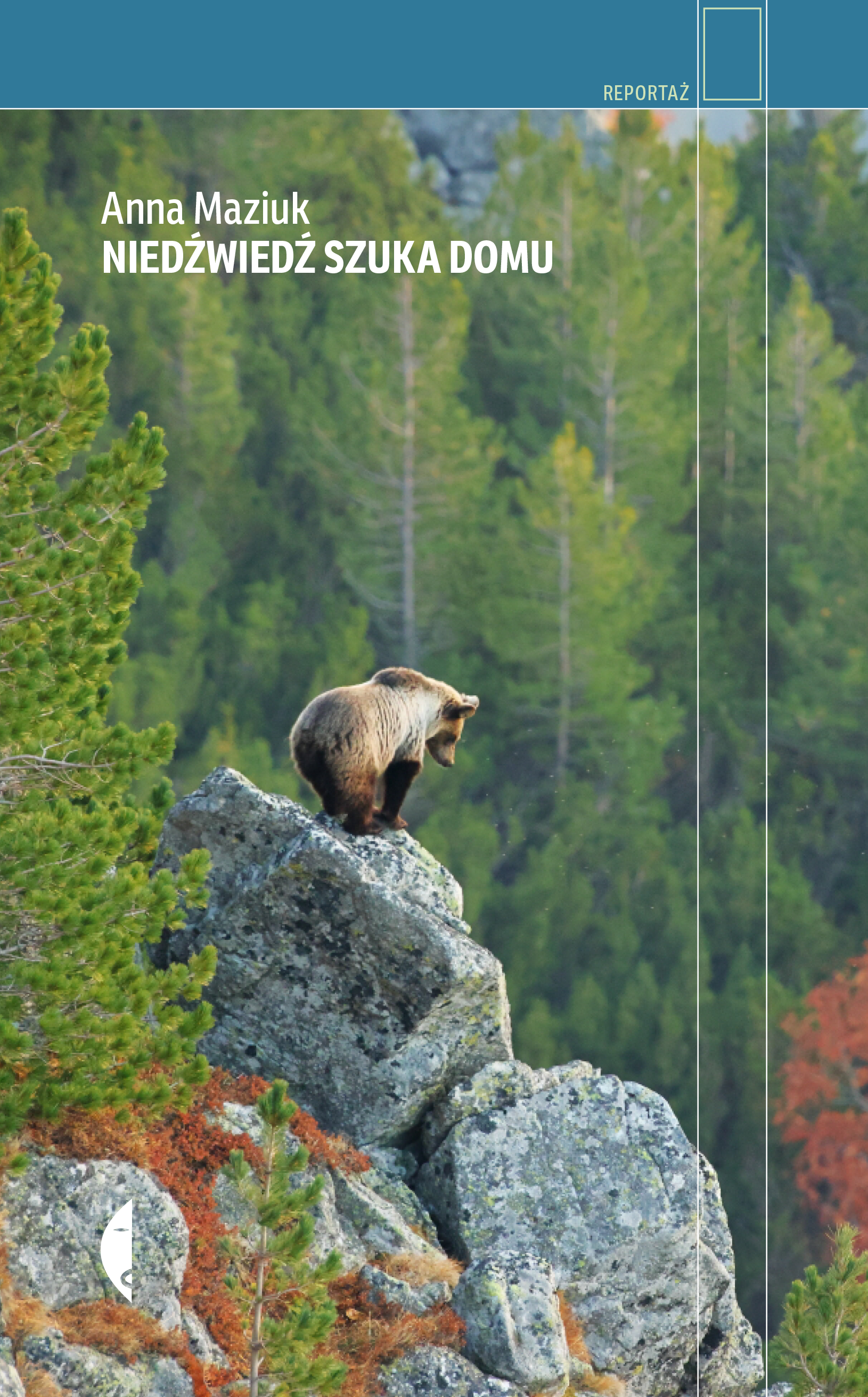 Image of Niedźwiedź szuka domu