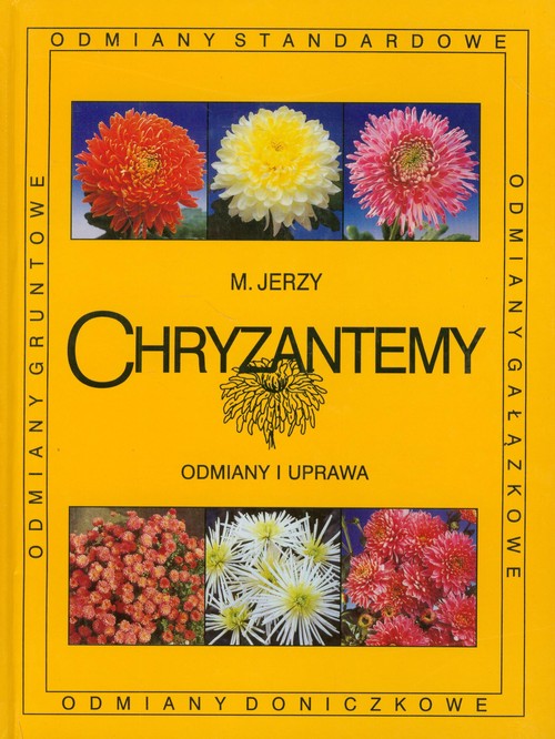 Image of Chryzantemy Odmiany i uprawa