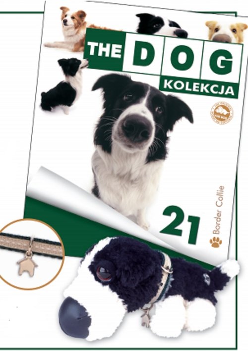 Image of Dog Kolekcja 21 Border Collie