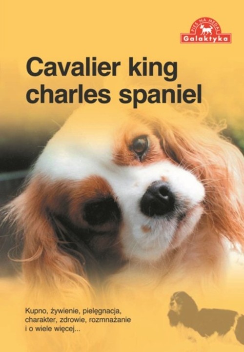Image of Cavalier king charles spaniel