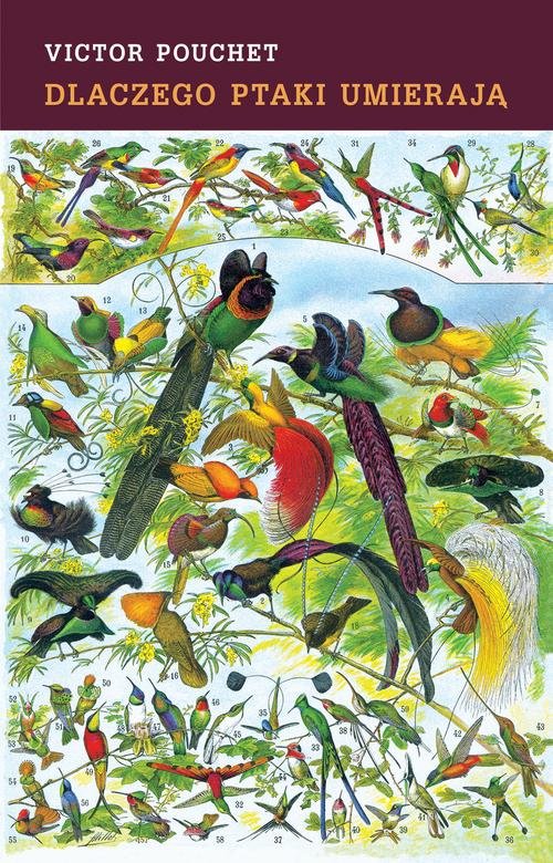 Image of Dlaczego ptaki umierają