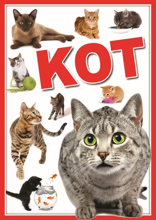Image of Koty