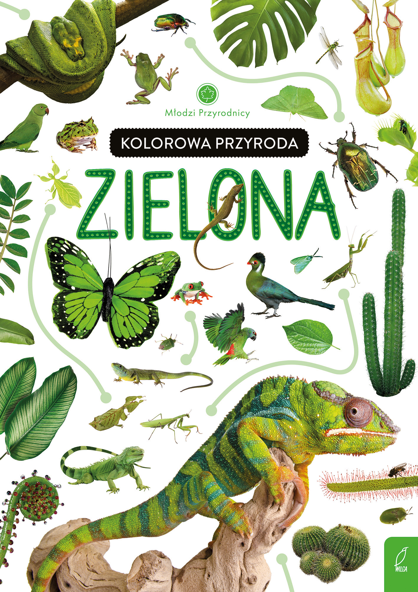Image of Kolorowa przyroda. Zielona. Młodzi przyrodnicy