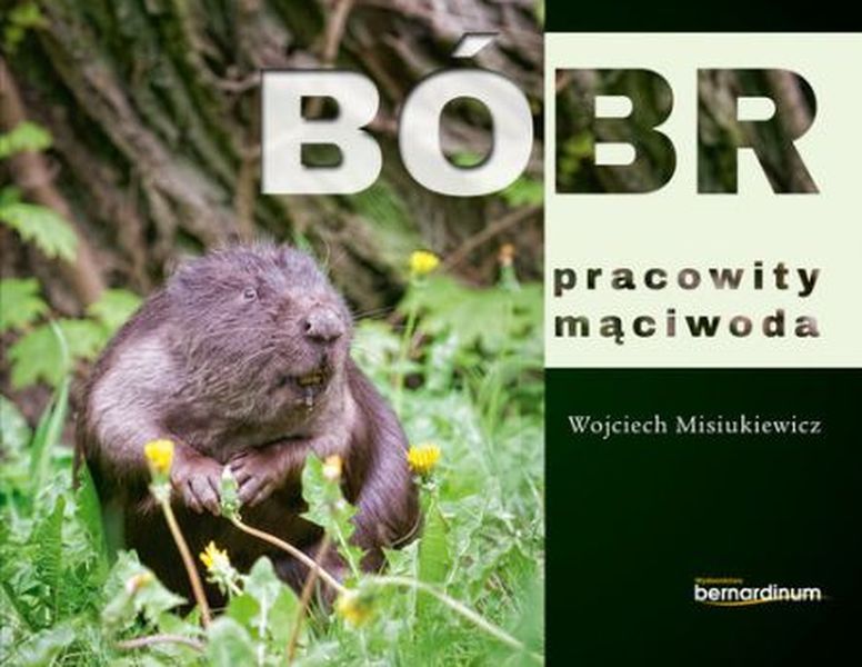 Image of Bóbr pracowity mąciwoda