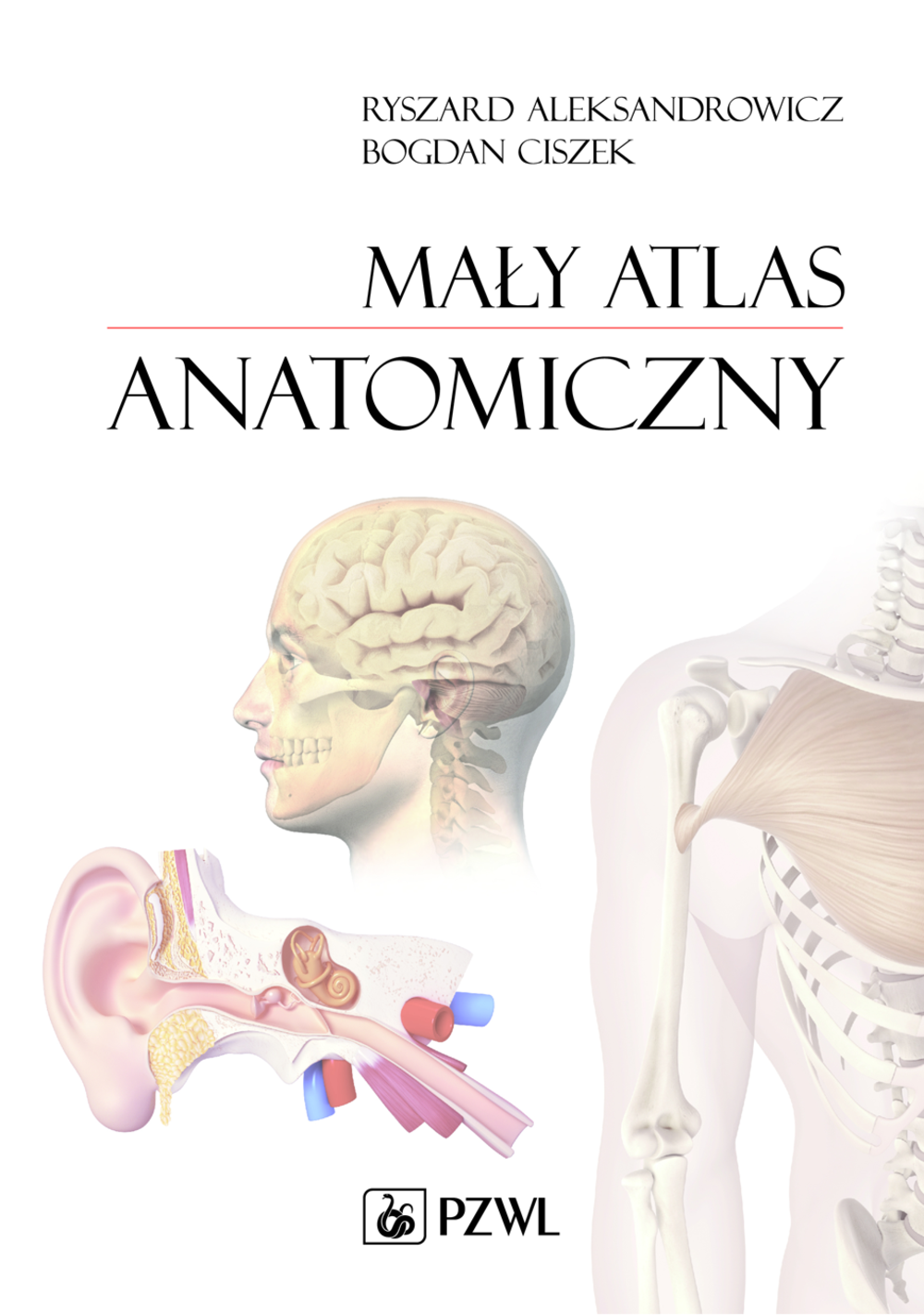 Image of Mały atlas anatomiczny