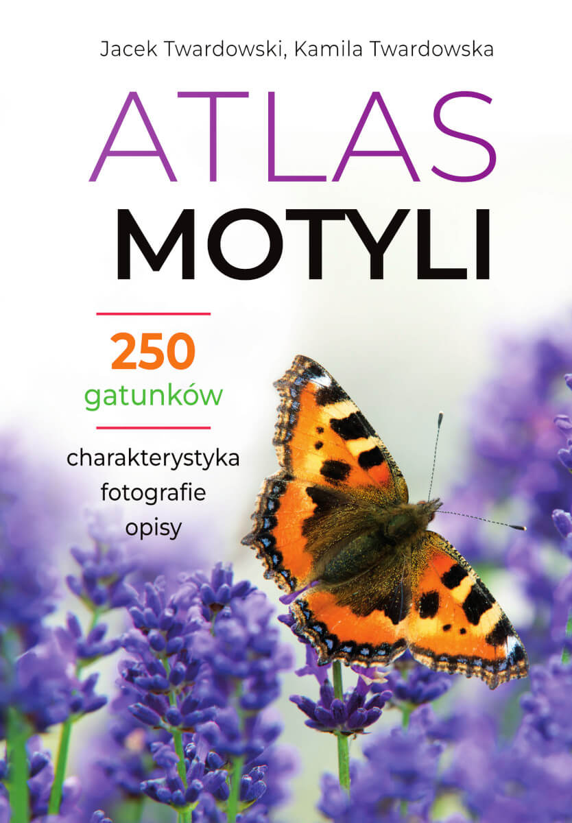 Image of Atlas motyli